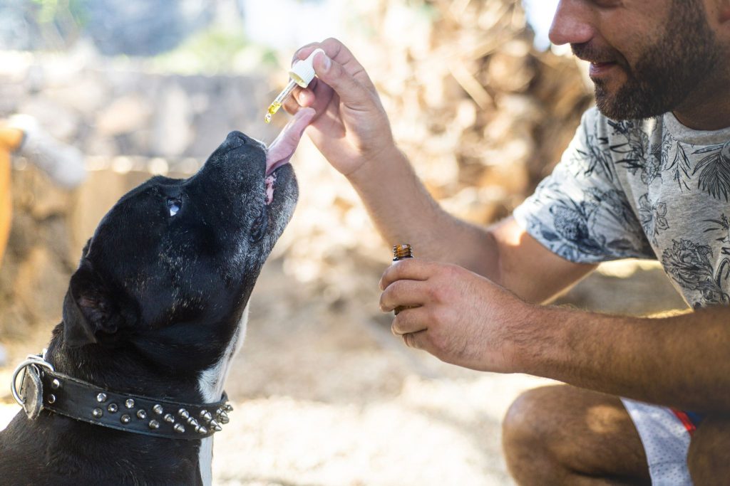 CBD Oil for Dog