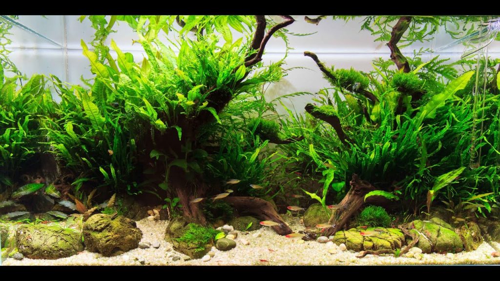 aquarium plants